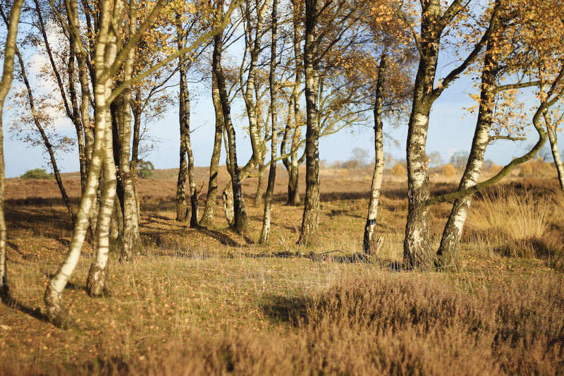 De Hamert Masduinen Niederlande Arcen