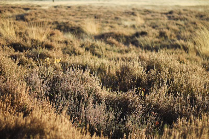 De Hamert Masduinen Niederlande Arcen