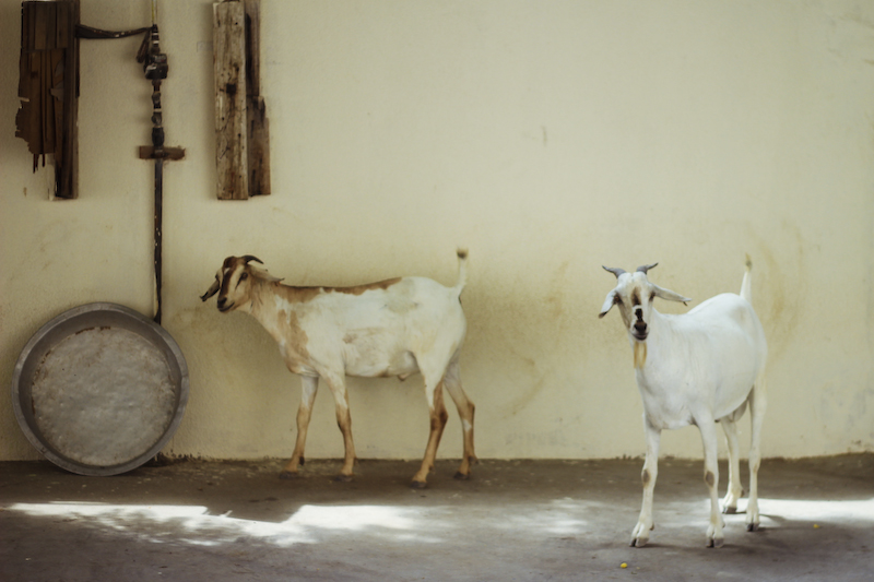 Oman goats