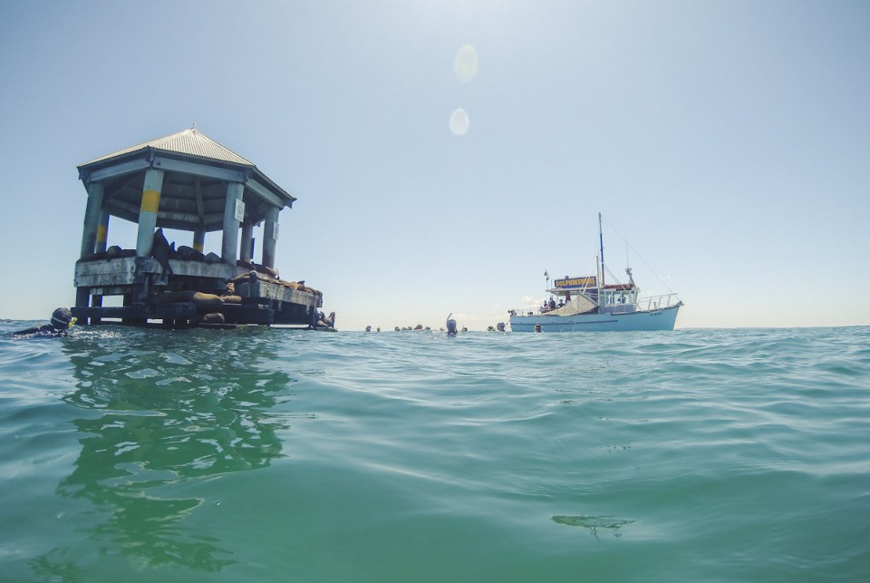 Schwimmen mit Delfinen in Australien