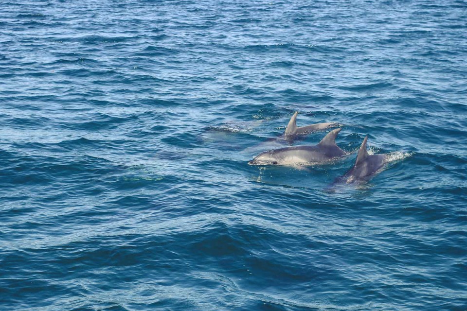 Schwimmen mit Delfinen in Australien