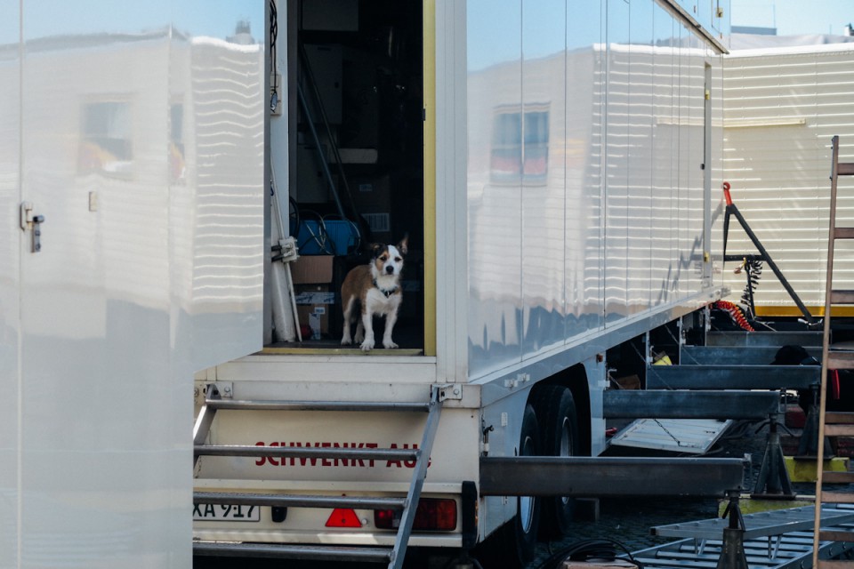 Hund in Hamburg