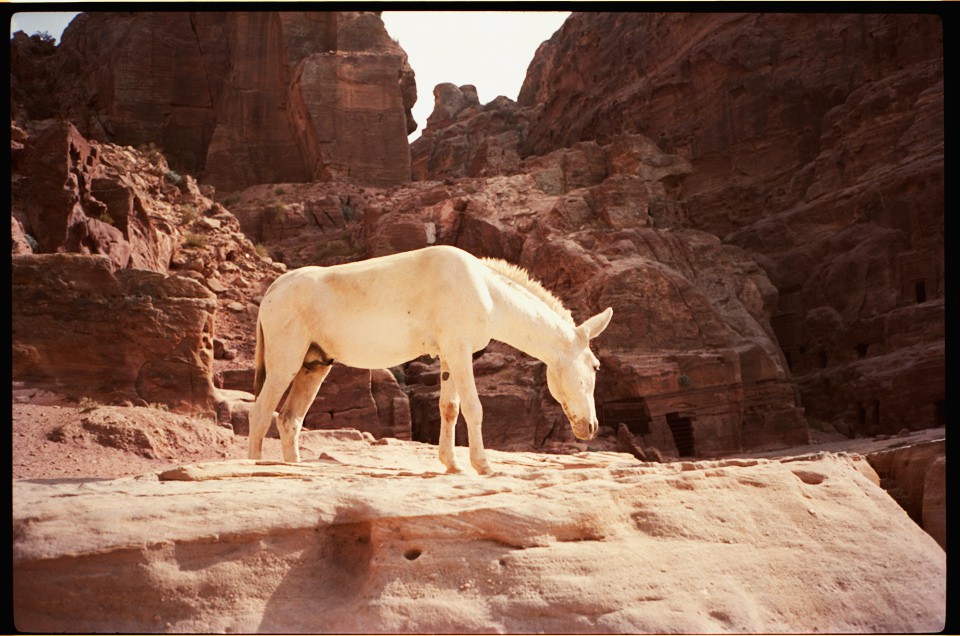 Petra Jordanien Esel Smaracuja