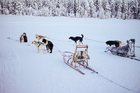 Lappland Levi Finnland Husky Hundeschlitten