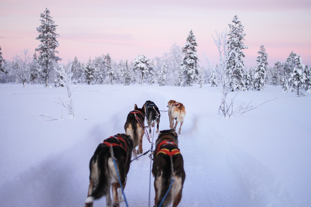 Mit Schlittenhunden durch Lappland