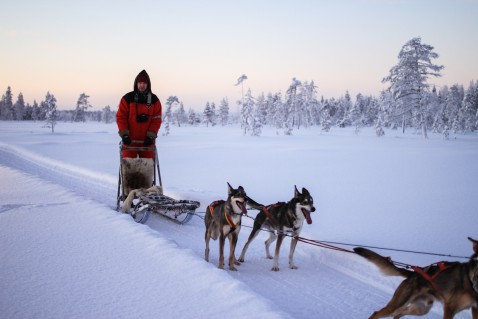 Lappland Hundeschlitten Smaracuja Levi