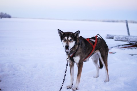 Lappland Levi Schlittenhund Husky