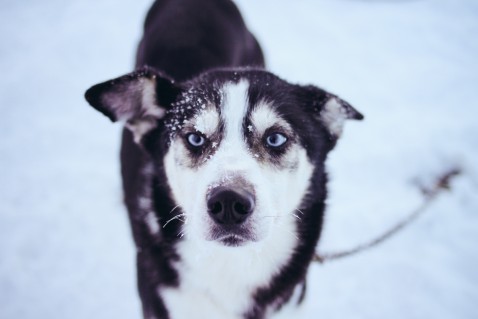 Lappland Levi Schlittenhund Husky