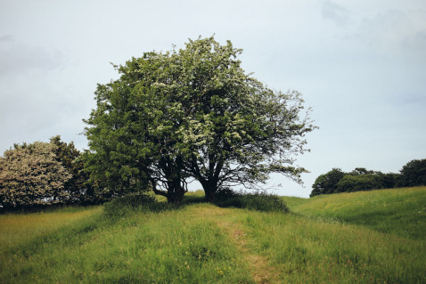 Smaracuja Ireland's Ancient East Hill of Tara Fairy Tree