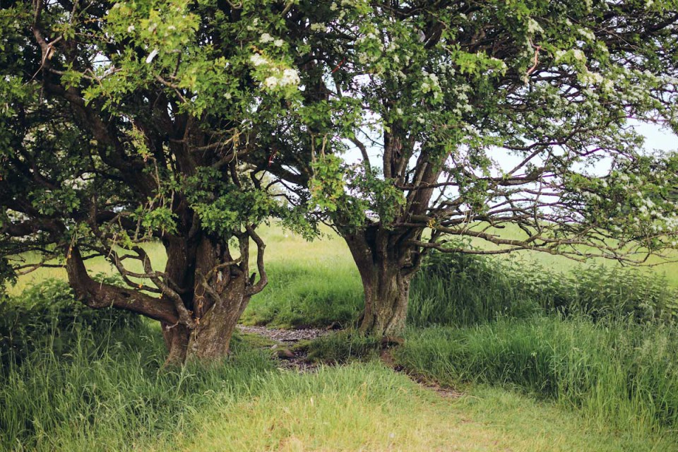 Smaracuja Ireland's Ancient East Hill of Tara Fairy Tree