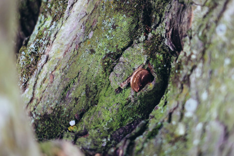 Smaracuja Ireland's Ancient East Hill of Tara Fairy Tree