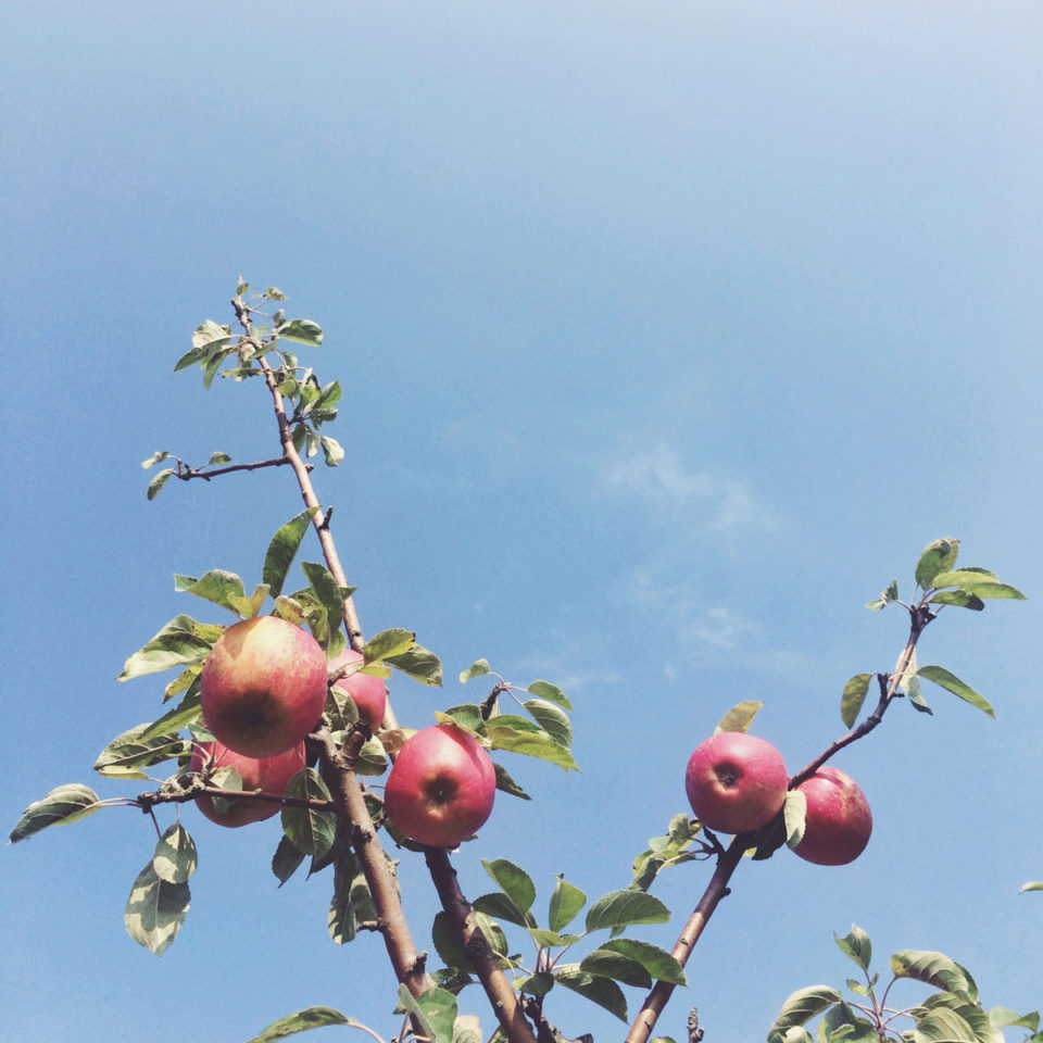 Herbst Bucket List Äpfel