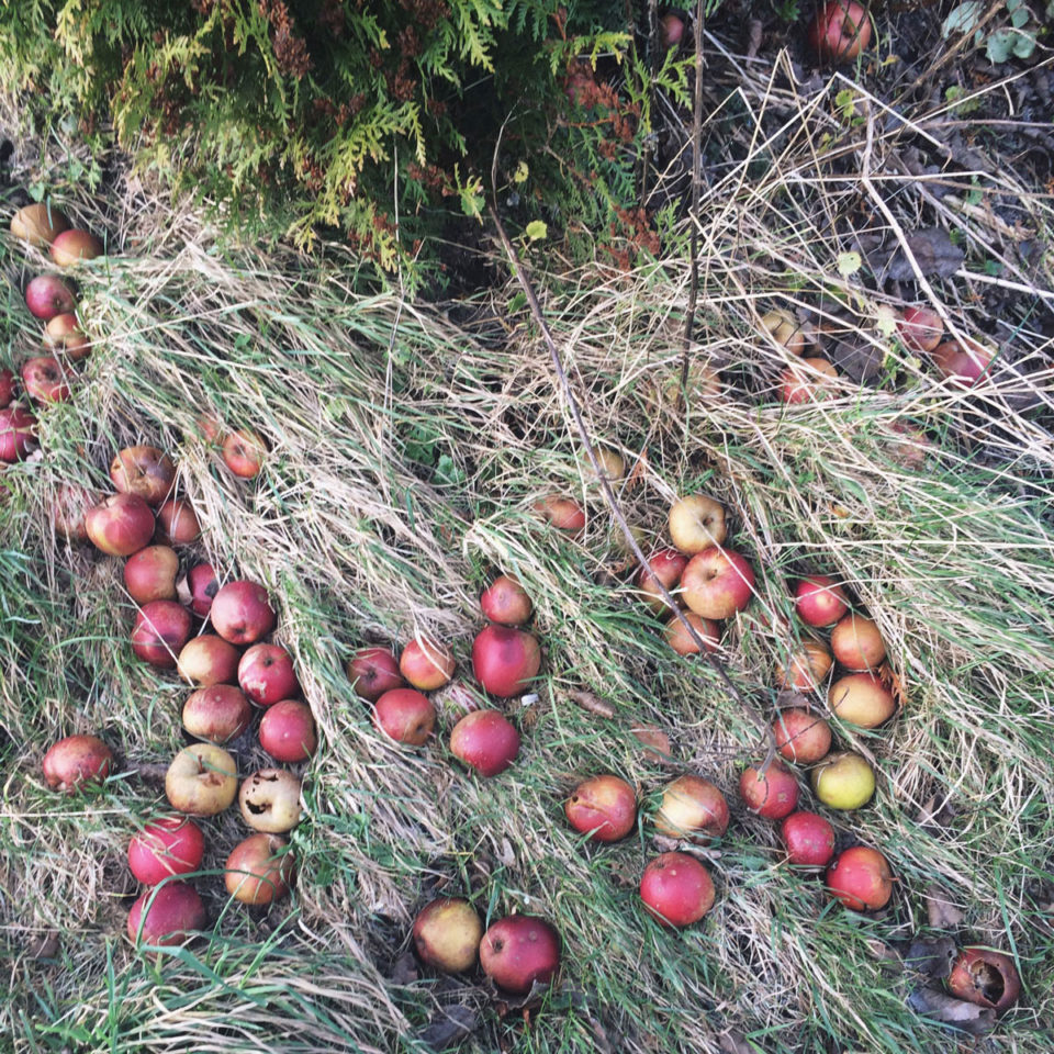 Herbst Bucket List Äpfel
