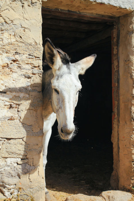 Algarve Portugal Monchique Happy Donkeys Eselwanderung