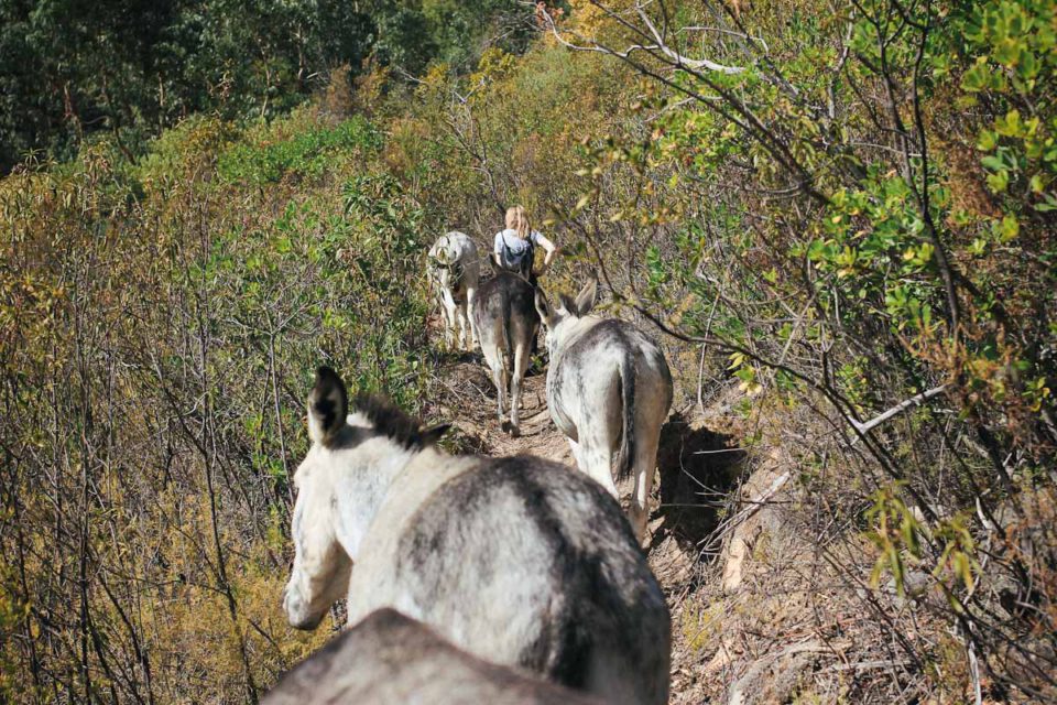 Algarve Portugal Monchique Happy Donkeys Eselwanderung