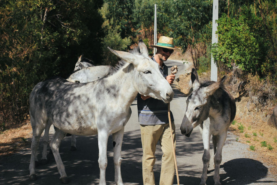 Algarve Portugal Monchique Happy Donkeys Eselwanderung