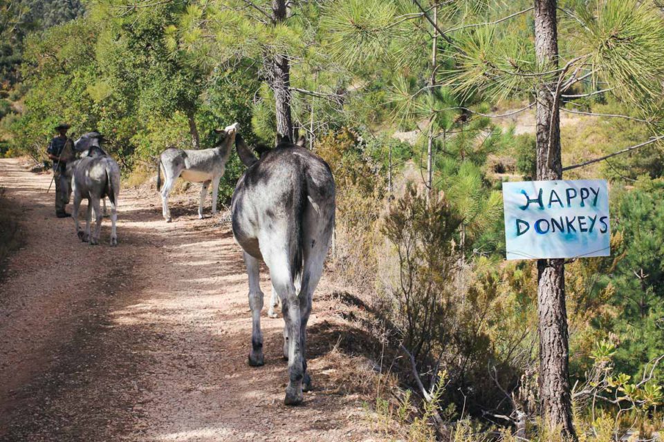 Happy Donkeys Esel Algarve Tipps