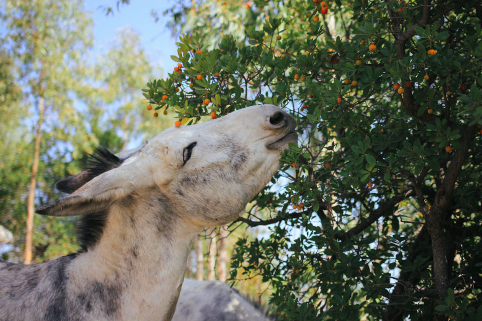 Algarve Monchique Happy Donkey Eselwanderung