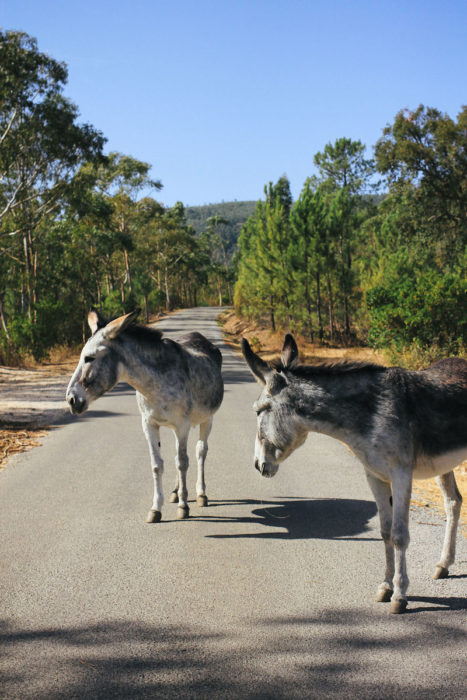 Happy Donkeys Esel Algarve