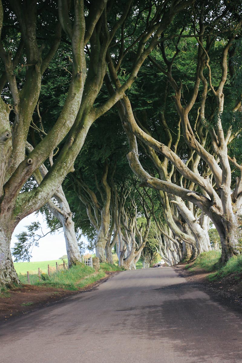 Dark Hedges Game of Thrones Drehort Nordirland