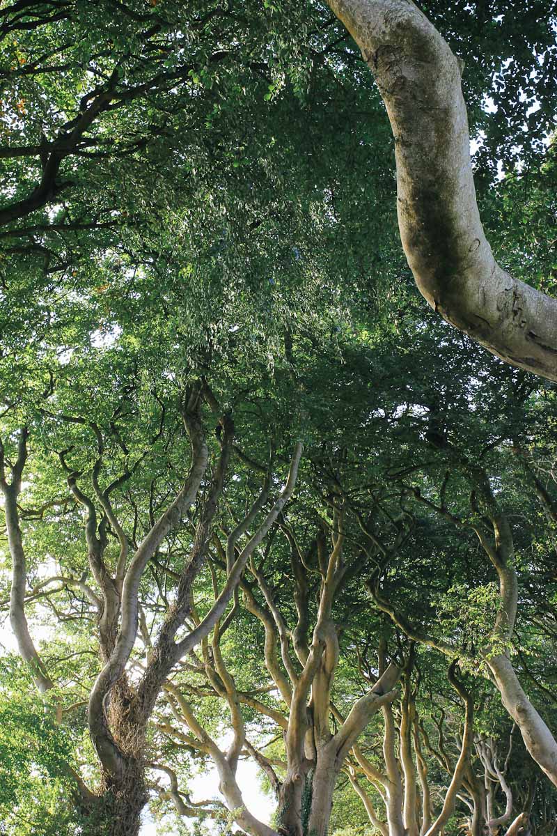 Dark Hedges Game of Thrones Drehort Nordirland