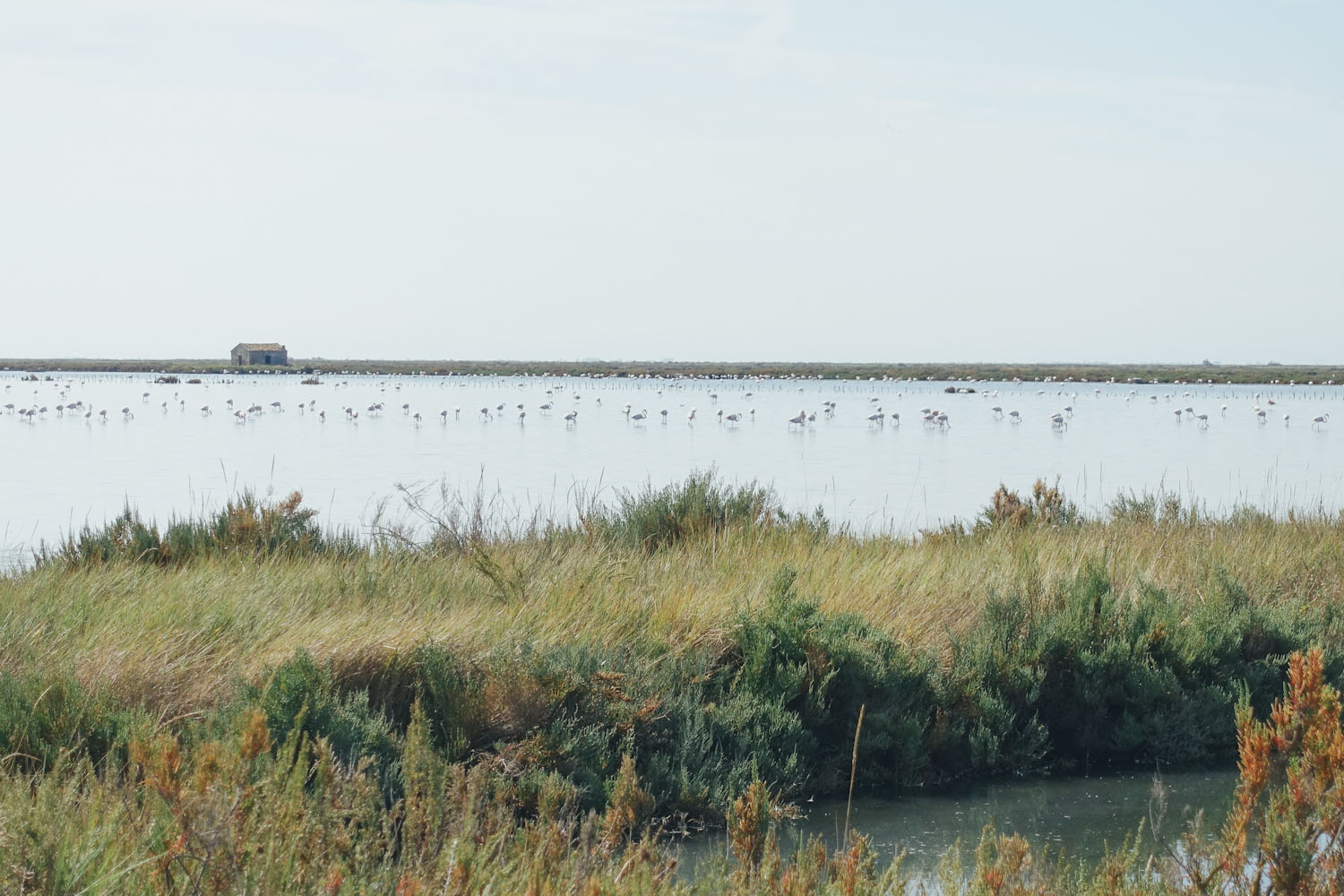 Flamingos Podelta Nationalpark Italien