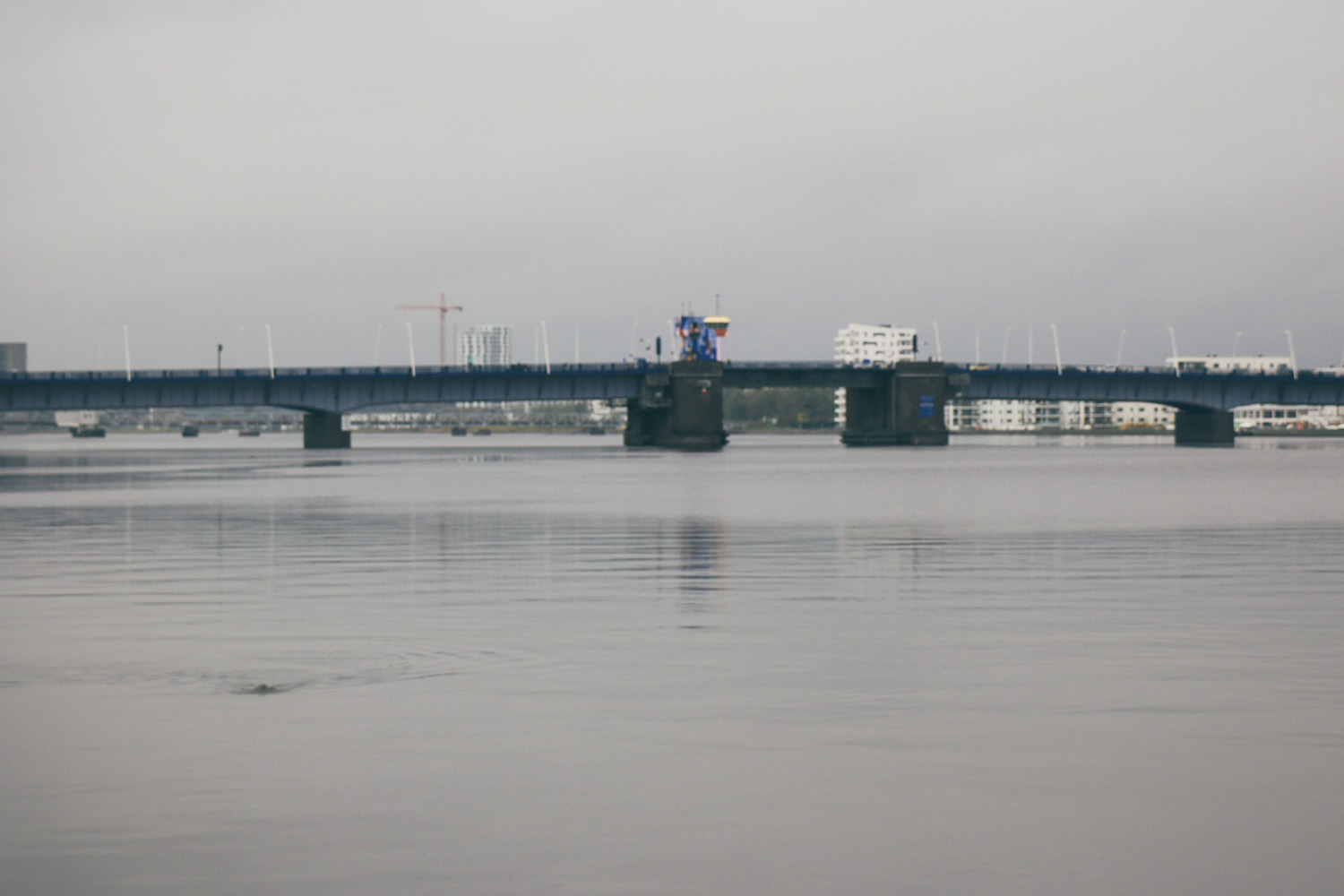 Limfjord Seehund Aalborg Städtereise