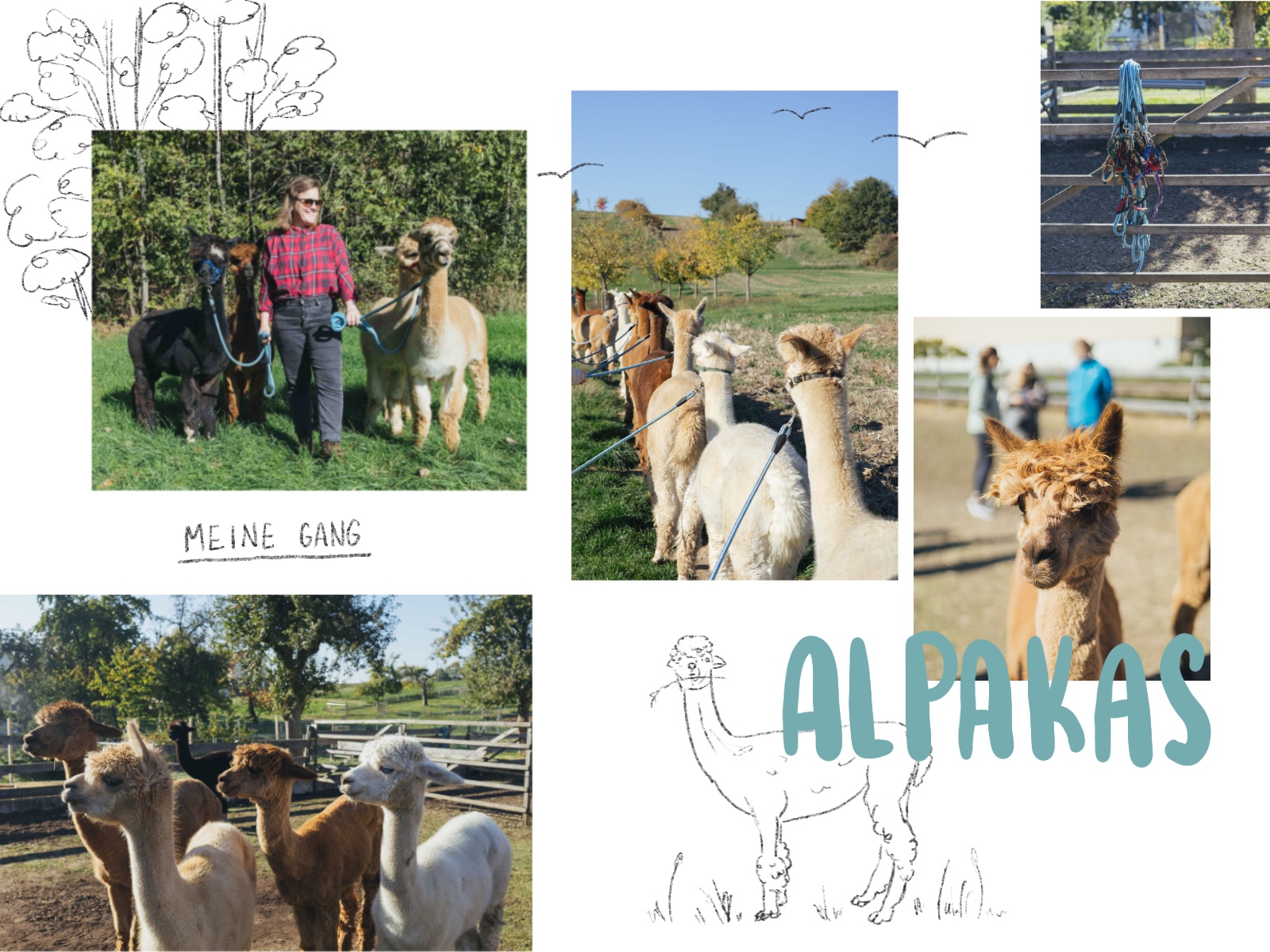 Aplaka Wanderung im Oberen Werntal mit den Werntal Alpakas in Franken