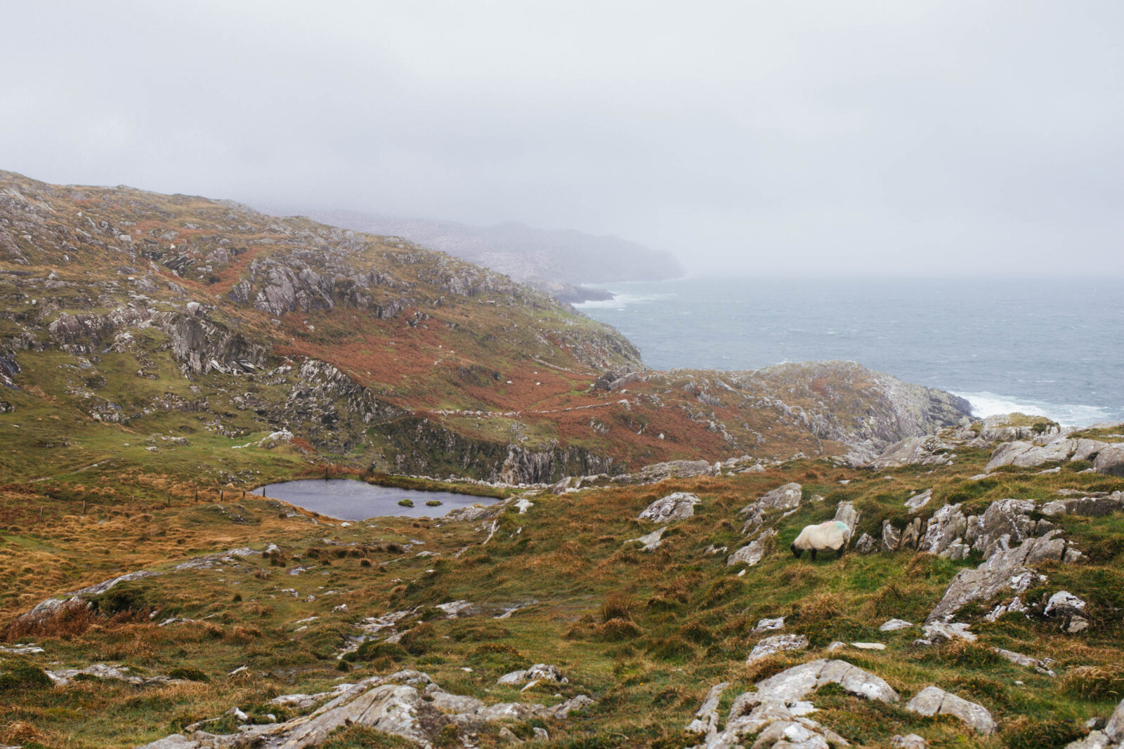 Irland Kurztrip West Cork Wild Atlantic Way Sheep's Head Wanderung Safari